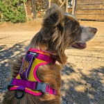 Sheepdogz - Arnés Astroemeria - Imagen 3