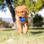 KONG - Squeezz Ball - Imagen 4