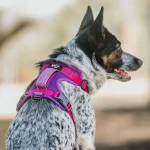 Sheepdogz - Arnés Picaflor de Arica - Imagen 2