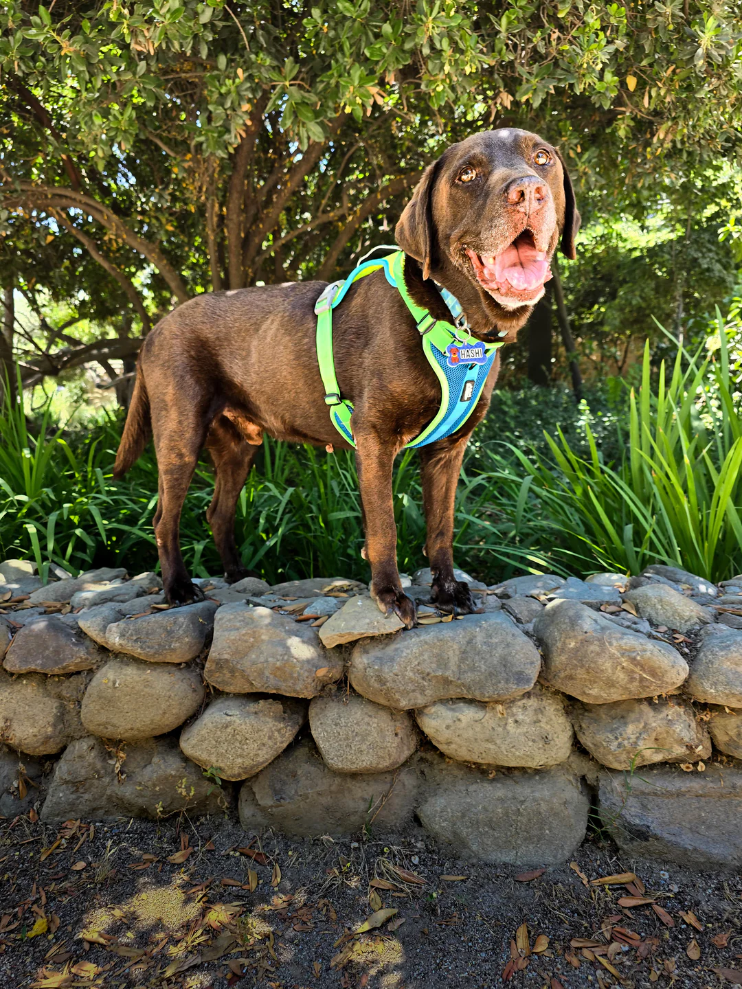 Sheepdogz - Arnés Chagual - Imagen 3