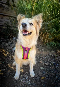 Sheepdogz - Arnés Doca - Imagen 3