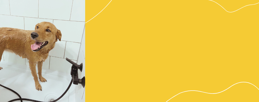 Estación de Lavado – Autoservicio