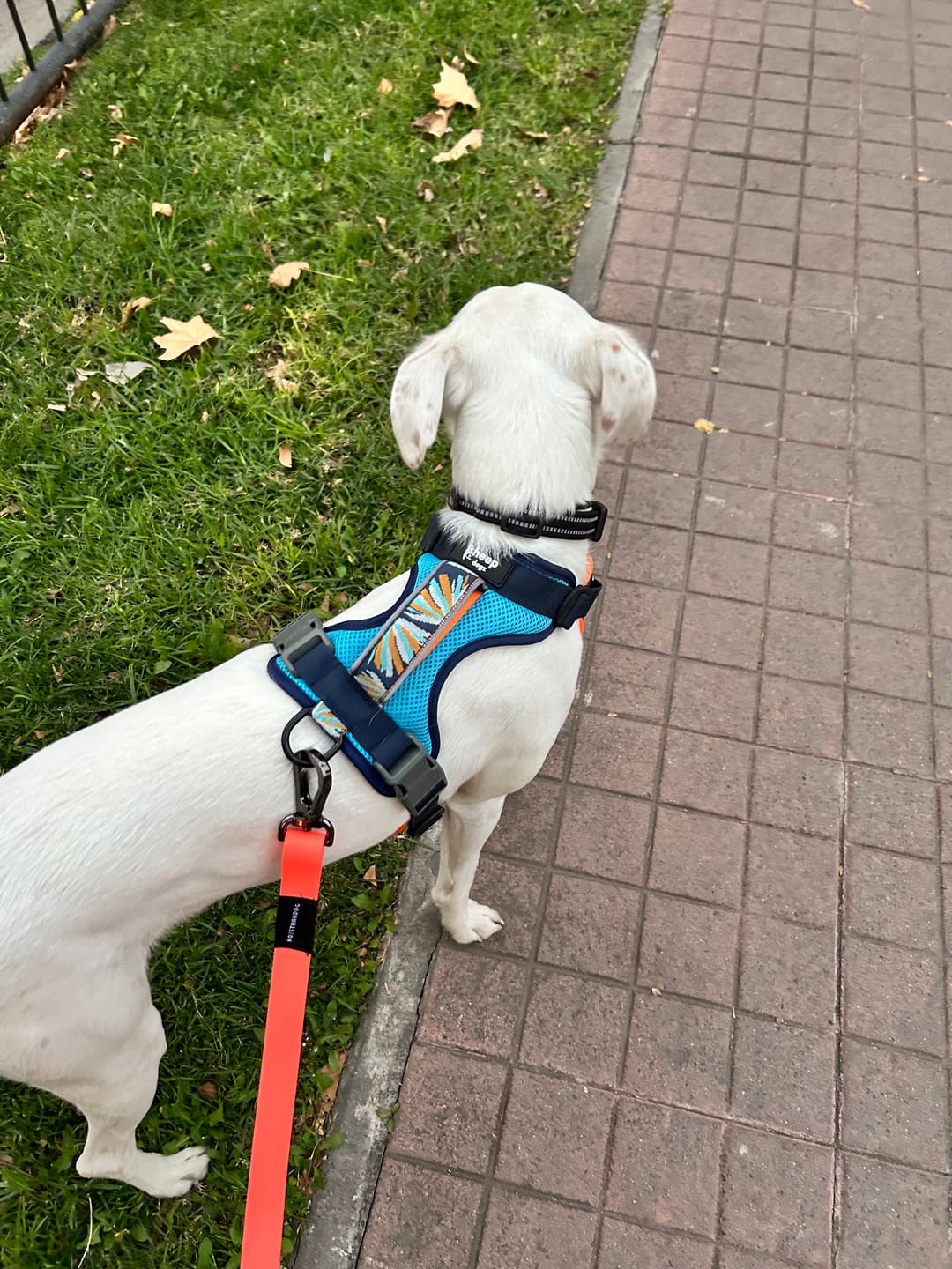 Sheepdogz - Arnés Martín pescador - Imagen 3