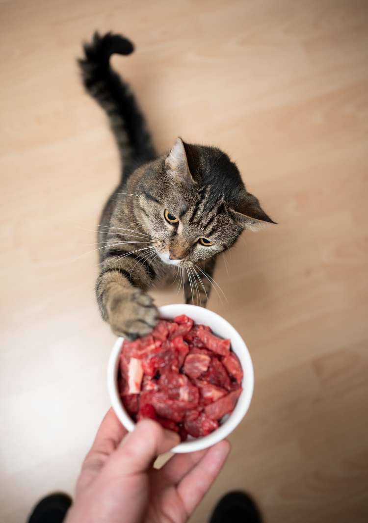 Alimentación BARF para perros y gatos