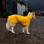 Sheepdogz - Impermeable Urbano Perro Fitz Roy - Amarilla - - Imagen 5