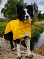 Sheepdogz - Impermeable Urbano Perro Fitz Roy - Amarilla - - Imagen 2